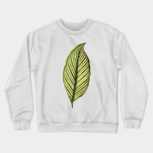 Calathea elliptica Vittata Crewneck Sweatshirt